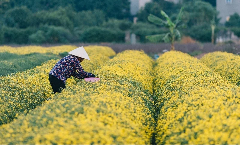 hưng yên